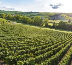 Marcher ou courir : c’est vous qui choisissez